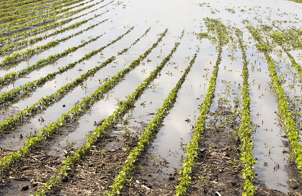 Tempête, inondation : l’indemnisation des éleveurs, ostréiculteurs, viticulteurs ou agriculteurs